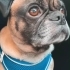 DOGE ÖMÜRLÜK YUVASINI ARIYOR fotoğraf