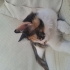 🐾 3 Minik Tekir Acil Yuva Arıyor 🐾 ömürlük yuva arıyoruz. fotoğraf
