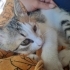 🐾 3 Minik Tekir Acil Yuva Arıyor 🐾 ömürlük yuva arıyoruz. fotoğraf