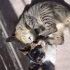 🐾 3 Minik Tekir Acil Yuva Arıyor 🐾 ömürlük yuva arıyoruz. fotoğraf