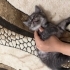 British Shorthair Kırması Yavru Kedi fotoğraf