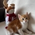 Bu Nemo kayıp değil, yuvasını arıyor! 🧡🐾 fotoğraf