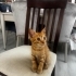 MİNİK SARMAN OĞLUŞ ÖMÜRLÜK YUVASINI ARIYOR ŞİRİNEVLER fotoğraf