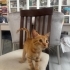 MİNİK SARMAN OĞLUŞ ÖMÜRLÜK YUVASINI ARIYOR ŞİRİNEVLER fotoğraf