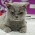 3 YAŞINDA KISIR ERKEK BRİTİSH SHORTHAİR KLİNİĞE TERKEDİLMİŞ ACİL YUVA fotoğraf