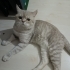 Simba yeni evini arıyor fotoğraf