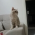 Simba yeni evini arıyor fotoğraf