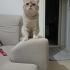 Simba yeni evini arıyor fotoğraf