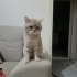Simba yeni evini arıyor fotoğraf
