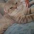Simba yeni evini arıyor fotoğraf