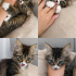 TEKİR KEDİ OYUNCU fotoğraf