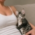TEKİR KEDİ OYUNCU fotoğraf