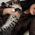 TEKİR KEDİ OYUNCU fotoğraf