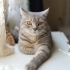 Ücretsiz sahiplendirme fotoğraf