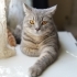 Ücretsiz sahiplendirme fotoğraf