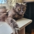Ücretsiz sahiplendirme fotoğraf