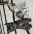 apartman bebişleri fotoğraf
