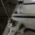 apartman bebişleri fotoğraf