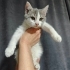 Eve Alıştı Sokakta Yapamaz fotoğraf