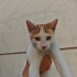Pikaçu'ya Kış Gelmeden Yuva fotoğraf