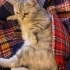 Sevgi delisi british shorthair kızımız yuva arıyor fotoğraf
