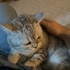 Sevgi delisi british shorthair kızımız yuva arıyor fotoğraf