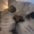 Sevgi delisi british shorthair kızımız yuva arıyor fotoğraf