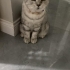 Sevgi delisi british shorthair kızımız yuva arıyor fotoğraf