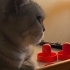 Sevgi delisi british shorthair kızımız yuva arıyor fotoğraf