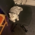 Sevgi delisi british shorthair kızımız yuva arıyor fotoğraf