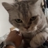Sevgi delisi british shorthair kızımız yuva arıyor fotoğraf