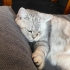 Sevgi delisi british shorthair kızımız yuva arıyor fotoğraf
