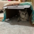 Sevgi delisi british shorthair kızımız yuva arıyor fotoğraf