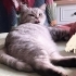 Sevgi delisi british shorthair kızımız yuva arıyor fotoğraf