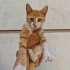 Venüs Yuvasını Arıyor fotoğraf