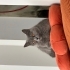 Köpeklerle hayvanlarla arası iyi fotoğraf