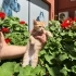 Mısır iç dış parazitleri yapıldı karma aşısı yapıldı fotoğraf