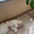 ACİL YUVA ARANIYOR fotoğraf