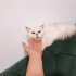 AÇIKLAMAYI OKUYUNUZ LÜTFEN fotoğraf