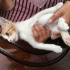 Eve Cins Kedi Aldıkları İçin Sokağa Atılacaktı, Engel Oldum fotoğraf