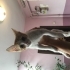 Eve Cins Kedi Aldıkları İçin Sokağa Atılacaktı, Engel Oldum fotoğraf