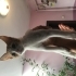 Eve Cins Kedi Aldıkları İçin Sokağa Atılacaktı, Engel Oldum fotoğraf