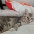 anne baba van kedisi fotoğraf