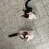 Panda için ömürlük yuvasını arıyorum fotoğraf