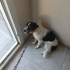 Border collie melezi fotoğraf