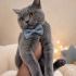 Ücretsiz sahiplenme British kedi fotoğraf
