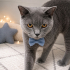 Ücretsiz sahiplenme British kedi fotoğraf