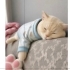 Ücretsiz sahiplenme British kedi fotoğraf