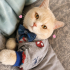 Ücretsiz sahiplenme British kedi fotoğraf
