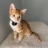Bred iç dış parazitleri yapıldı karma aşısı yapıldı fotoğraf